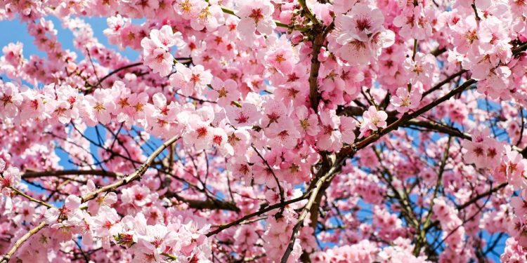 south korea blossoms