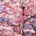 south korea blossoms
