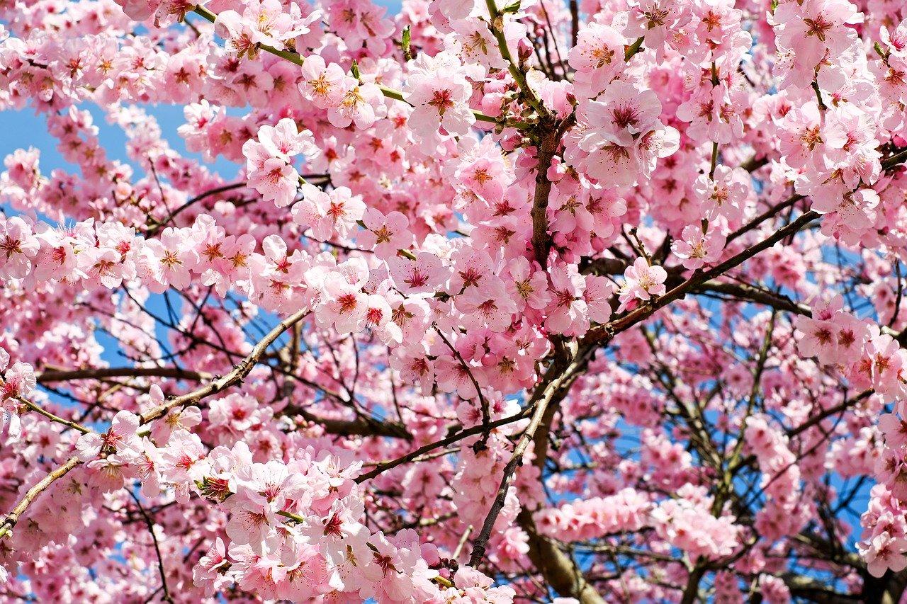 Where To Go For The Most Beautiful Cherry Blossoms In South Korea 