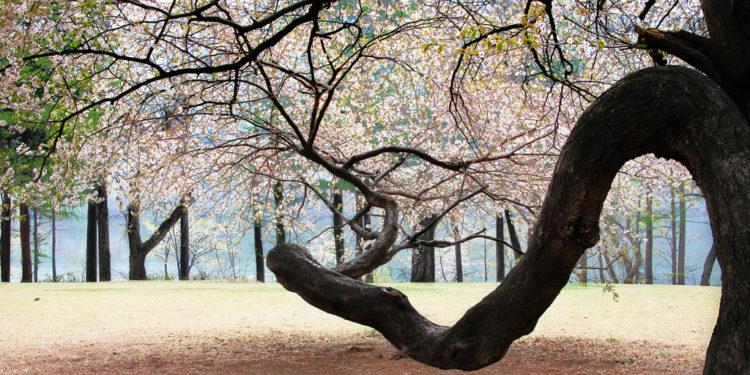 nami island korea