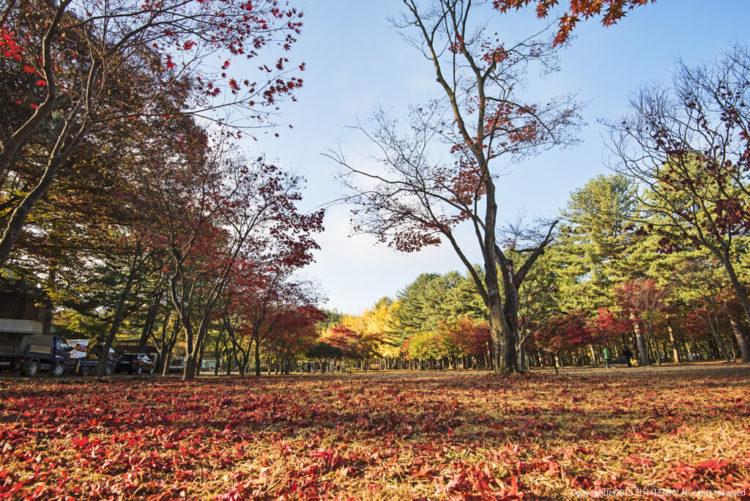 Top 4 Things to Do in Nami Island, South Korea - KoreaTravelPost