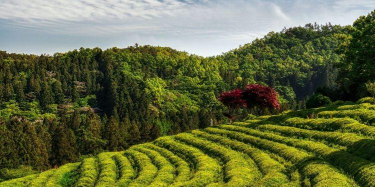 boseong green tea fields