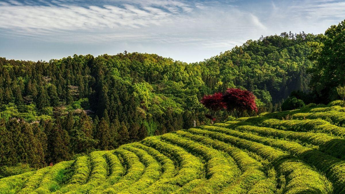 A Day Trip to Boseong Tea Fields - Daehan Dawong | KoreaTravelPost