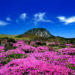 mount Hallasan jeju must have things
