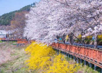 Jeollanam Spring Beauties
