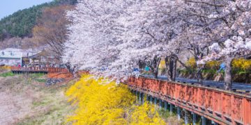 Jeollanam Spring Beauties