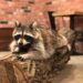Hongdae raccoon cafe seoul