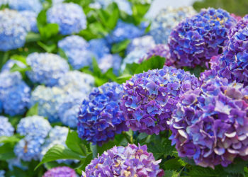 summer flowers in korea