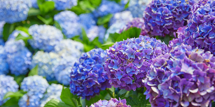 summer flowers in korea