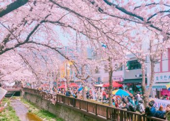 cherry blossom forecast