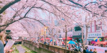 cherry blossom forecast