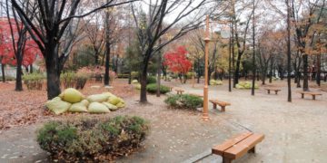 dosan park things to do