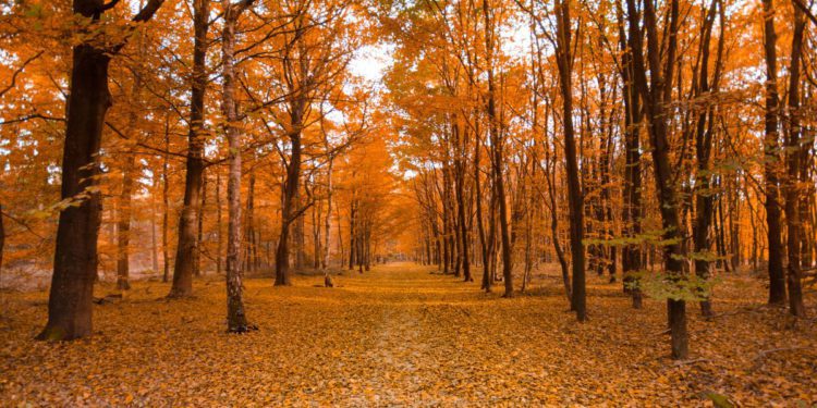 fall foliage gangwon-do