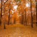 fall foliage gangwon-do