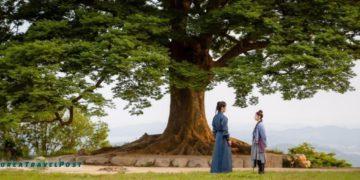 visit love tree alchemy of souls