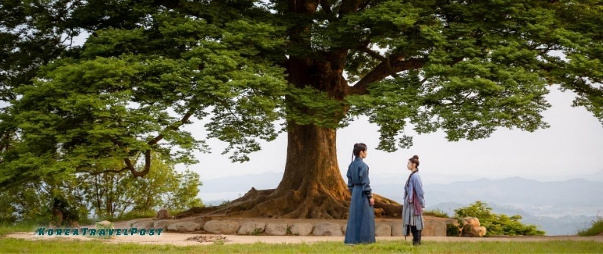 how-to-visit-the-love-tree-from-alchemy-of-souls-koreatravelpost