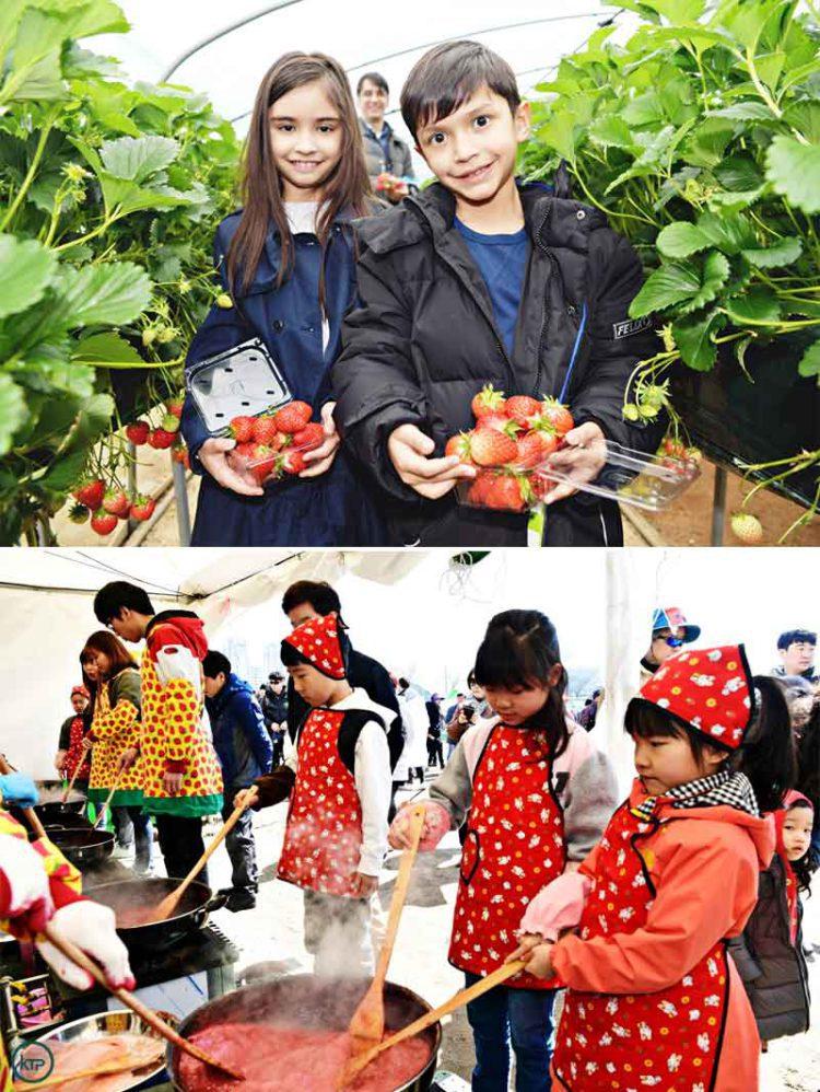 Nonsan Strawberry Festival Returns in 2023 Most Memorable Strawberry