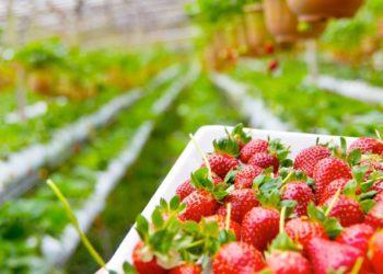 Strawberry Picking in Korea: The Best Locations to Visit for The Sweetest Berries