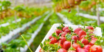 Strawberry Picking in Korea: The Best Locations to Visit for The Sweetest Berries