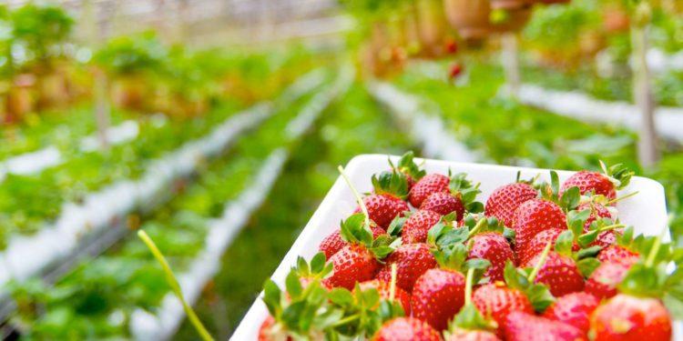 Strawberry Picking in Korea: The Best Locations to Visit for The Sweetest Berries