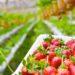 Strawberry Picking in Korea: The Best Locations to Visit for The Sweetest Berries