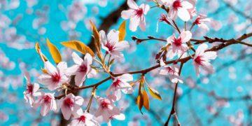 hidden cherry blossom seoul