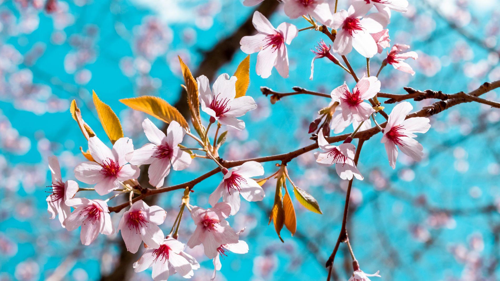 Hidden Cherry Blossoms Spots In Seoul KoreaTravelPost