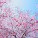 spring blooms busan