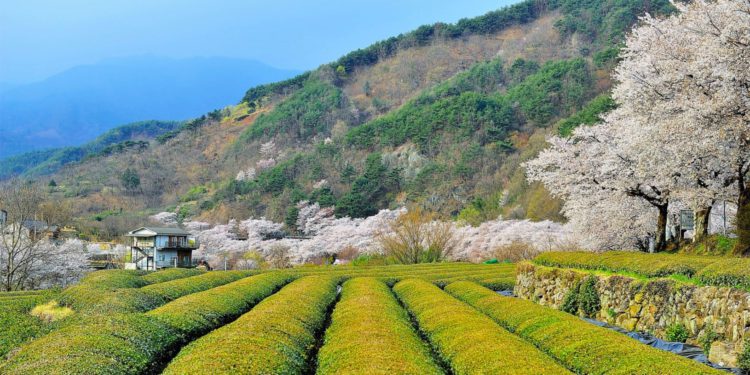 Hadong Wild Tea Cultural Festival