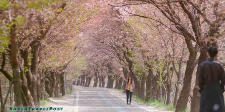 visit kdrama locations cherry blossoms festival