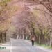 visit kdrama locations cherry blossoms festival