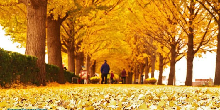 where to go to enjoy south korea fall foliage
