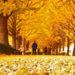 where to go to enjoy south korea fall foliage