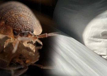bed bug travel tips