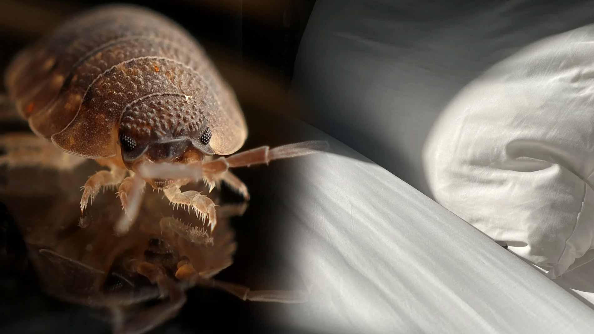 Seoul Bed Bug Outbreak: 10 Crucial Tips for Your Bug-Fighting Travel to ...