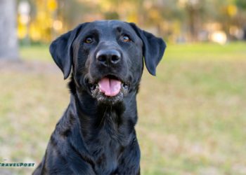 South Korea Bans Dog Meat Consumption