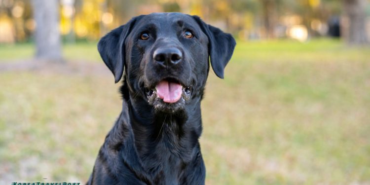 South Korea Bans Dog Meat Consumption