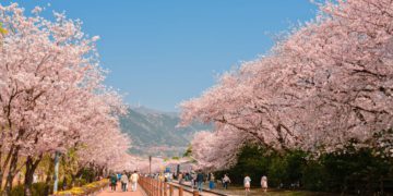 Jinhae Cherry Blossom Festival