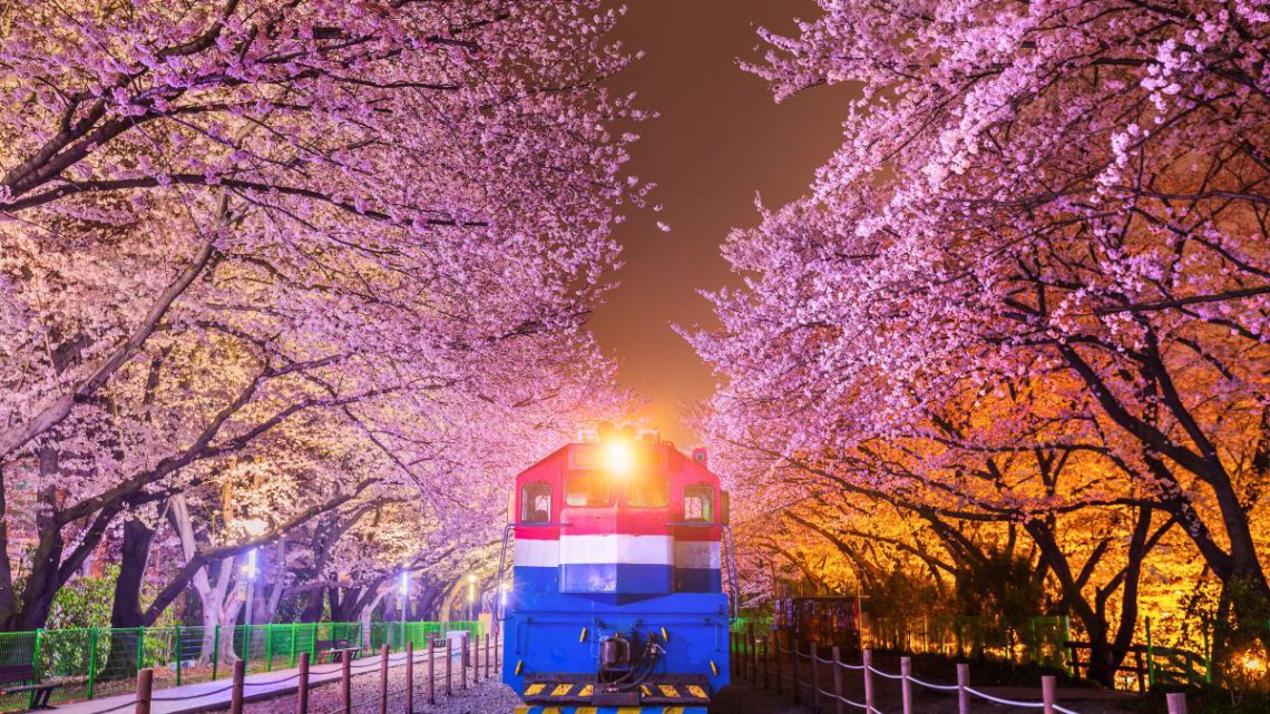 Ultimate Guide To Jinhae Cherry Blossom Festival KoreaTravelPost