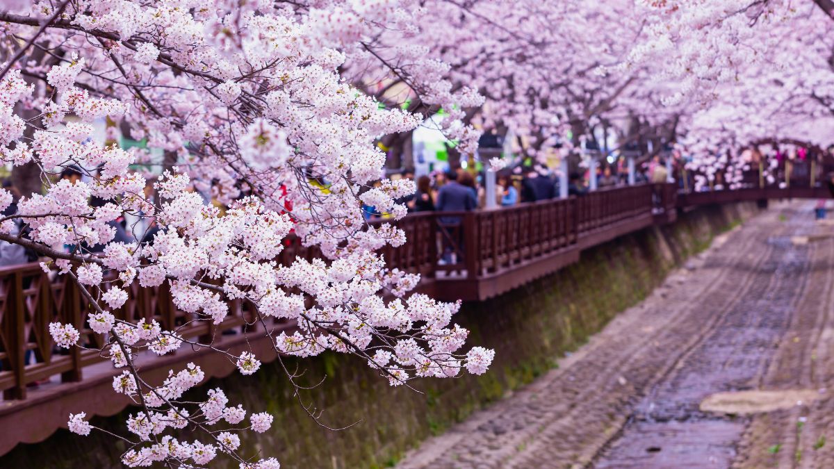 Ultimate Guide To Jinhae Cherry Blossom Festival KoreaTravelPost