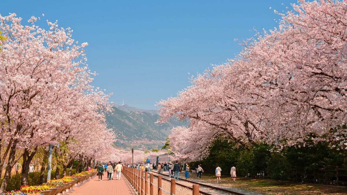 Jinhae Cherry Blossom Festival 2024 - Teddi Garnette