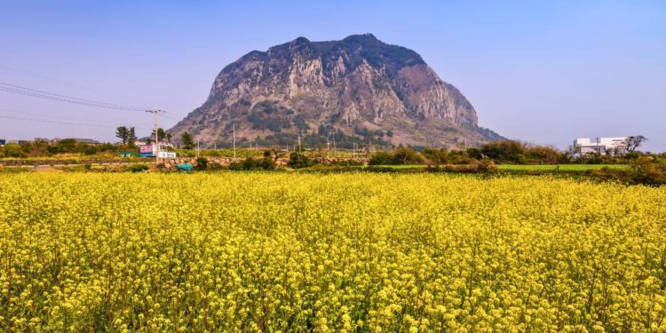 canola flowers jeju