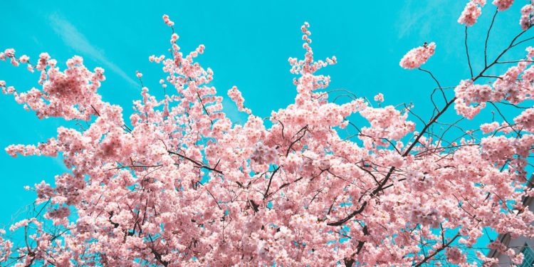 cherry blossom forecast 2024