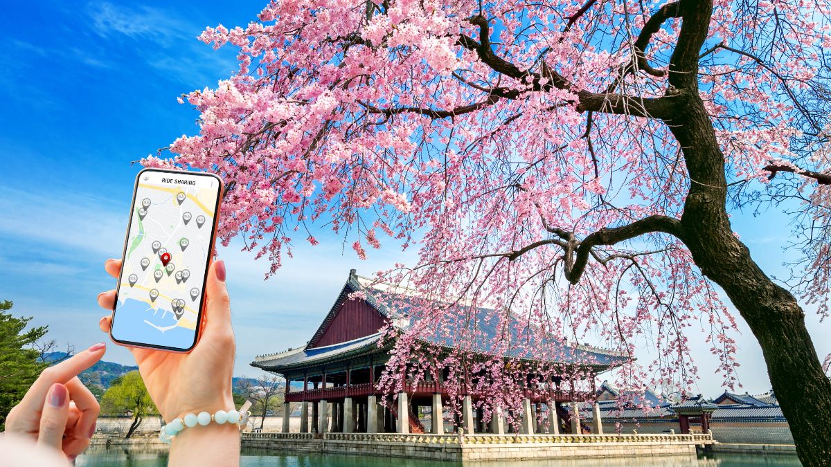 Cherry Blossoms & No Crowds? A. Ai Reveals Best Times & Spots! 