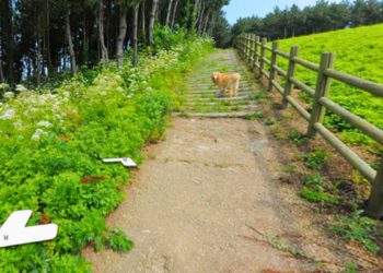 jukdo golden retriever google maps street view photobomb Maru