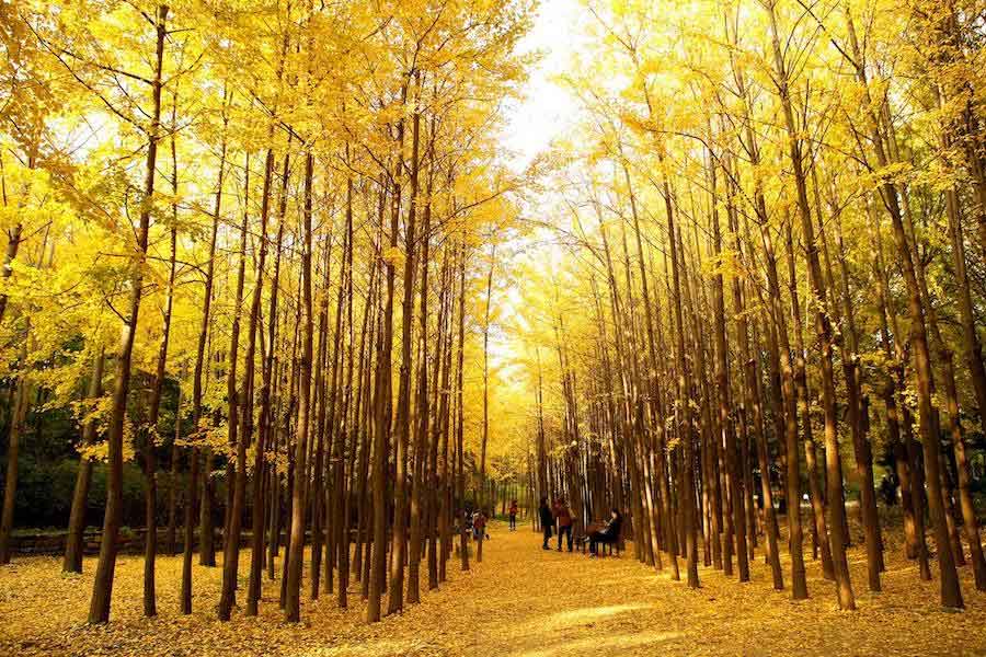 seoul running routes trails for fall foliage run 2024