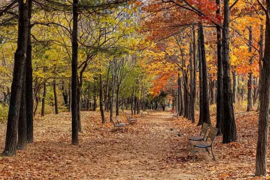 seoul running routes trails for fall foliage run 2024