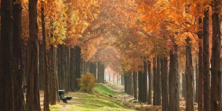 Breathtaking Fall Foliage as You Run: Seoul Trails & Routes for Best Running Experience in 2024  