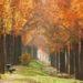 Breathtaking Fall Foliage as You Run: Seoul Trails & Routes for Best Running Experience in 2024