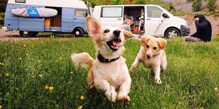 Crucial Tips for Traveling with Pets to South Korea: Ultimate Guide for Pet Parents  